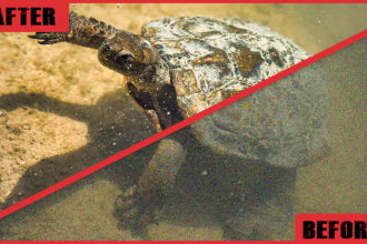 resize, upscale, sharpen, denoise and enhance your photos