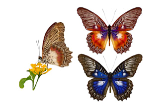 draw insects, arthropods, or animals in scientific illustrations digitally
