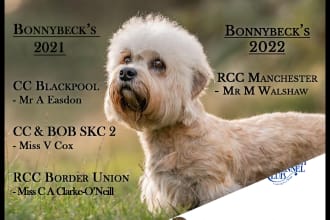 design stud adverts and litter announcements for dogs and other animals