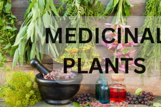 write about medicinal plants and herbs as a pharmacist
