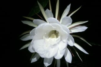 clean negative ancestral and do powerfull energy healing