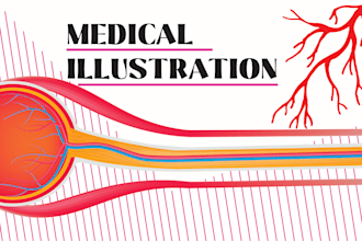 draw professional medical illustration, anatomy