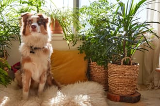 do reiki energy healing for pets and plants