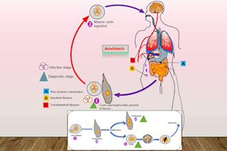 design scientific figures, graphical abstract, medical illustrations