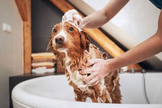 formulate pet care products formula naturally