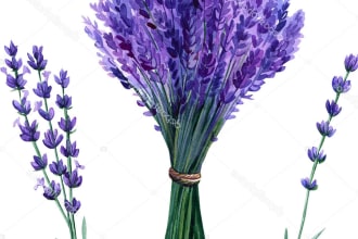 do botanical illustrations of flowers, fruits and plants