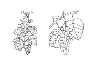 draw food vegetables and fruits line art in illustration