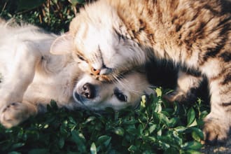 write articles and blogs for your dogs, cats, or pets