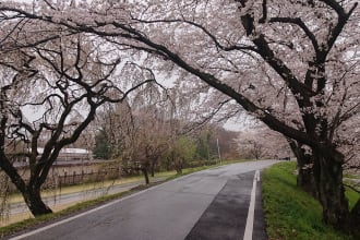 teach and speak japanese with you
