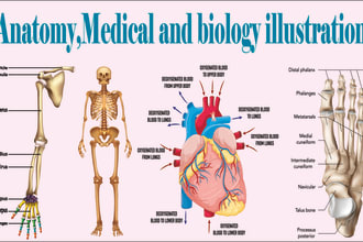 create vector medical and anatomy illustration