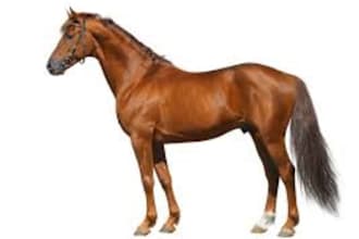 do research on veterinary medicine and animal breeding