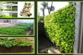 write about toxic free kitchen gardening, indoor plants