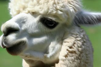 fine tune your alpaca large language model with precision