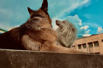 write SEO friendly pet blogs and articles