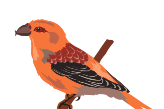 draw birds vector illustration in my style as on a portfolio