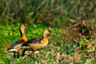 packet of photos of birds of cochabamba bolivia