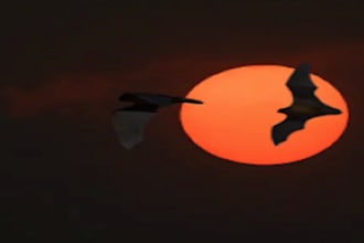 create a horror or dark  theme music for you