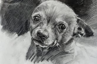 draw charcoal portrait of your pet