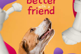 design a dog stud, breed, litter or kennel flyer english or spanish