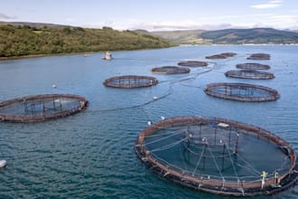gig