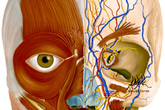 create medical and anatomical illustrations
