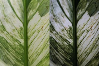 retouch, filter, and color grade your photo with my preset lightroom