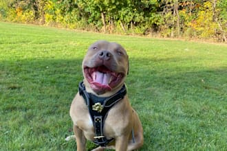 take photos of american bully dog modeling your pet products