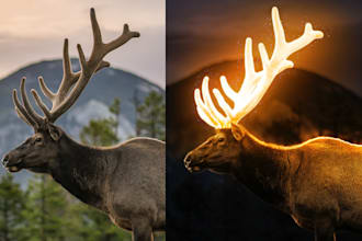 do bulk photo editing, vector design and graphics design