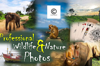 sell professional high quality nature, animals, other photos