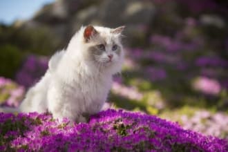 compose specialized recipes, cpr and first aid for pets