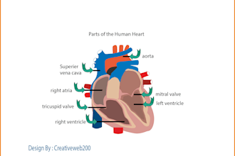 professional medical illustrations, drawings, and exercises