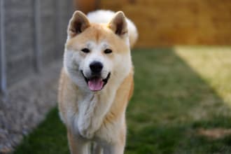 take professional photos of my dog with your products