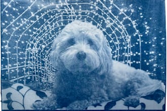 create a unique pet portrait cyanotype print