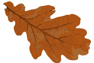 create a botanical vector illustrations of flowers, plants, fruits or herbs