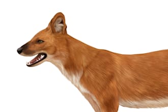 draw mammals or animals in scientific illustration digitally