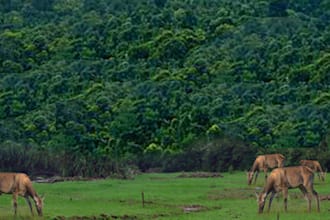 do jungle theme photo manipulation within 24 hours