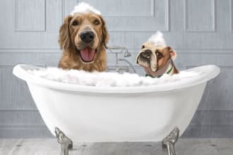 draw a funny portrait of dog, cat or other pets