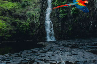 help you with photoshop editing