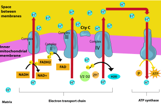 design scientific illustrations, infographics, figures,  and graphical abstracts