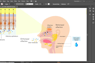 design scientific illustrations, medical figures, and infographics