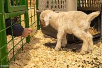 write animal daycare business plans for startups