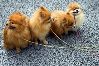 give you a prebuilt Dog Training Niche blog