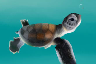 make a digital animal portrait