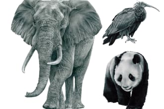 be ready for scientific and realistic pencil drawing