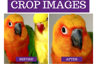 crop resize images photos or pictures
