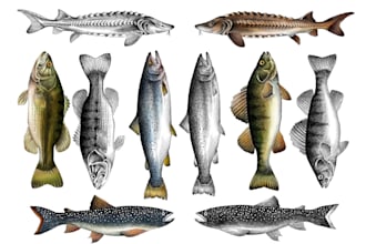 do an illustration of fish and marine species