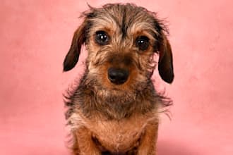 photograph my miniature dachshund modeling your dog products