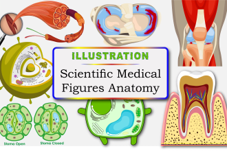 design scientific figures and medical anatomy illustrations