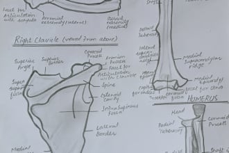 do medical related sketches or anatomy diagrams