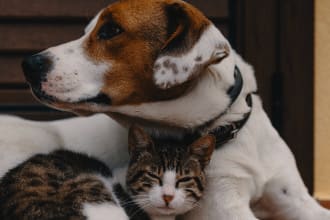 do SEO blogs and articles about all pets, the cats , dogs